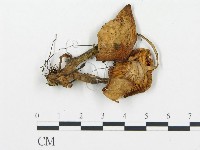 杯傘屬藏品圖，第3張