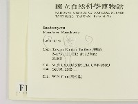 乳菇屬藏品圖，第2張