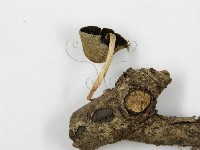 登錄號:F0016349藏品圖，第4張