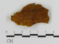 登錄號:F0016351藏品圖，第3張
