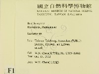 乳菇屬藏品圖，第2張