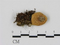 乳菇屬藏品圖，第1張