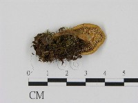 乳菇屬藏品圖，第3張