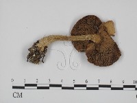 登錄號:F0016356藏品圖，第3張