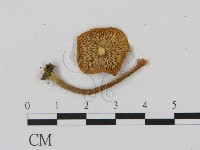 乳菇屬藏品圖，第3張