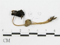 登錄號:F0016359藏品圖，第1張