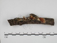 登錄號:F0016362藏品圖，第1張