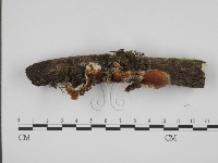 登錄號:F0016362藏品圖，第3張