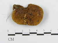 登錄號:F0016365藏品圖，第3張