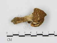 登錄號:F0016366藏品圖，第1張