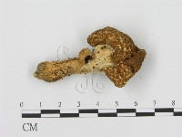 登錄號:F0016366藏品圖，第3張