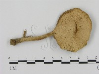 登錄號:F0016369藏品圖，第3張