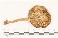 登錄號:F0016369藏品圖，第6張
