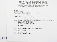 鬼傘屬藏品圖，第2張