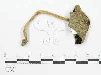 鬼傘屬藏品圖，第1張