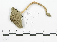鬼傘屬藏品圖，第3張