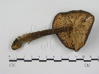 登錄號:F0016373藏品圖，第1張