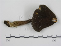 登錄號:F0016373藏品圖，第3張