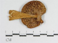 登錄號:F0016374藏品圖，第1張