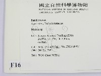 小菇屬藏品圖，第2張