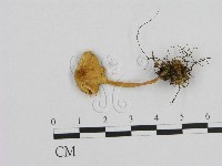 小菇屬藏品圖，第1張