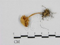 小菇屬藏品圖，第3張