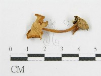 登錄號:F0016376藏品圖，第3張