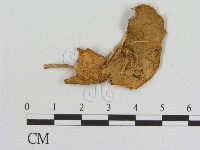 登錄號:F0016377藏品圖，第1張