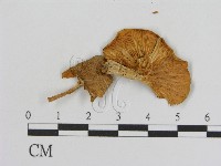 登錄號:F0016377藏品圖，第3張