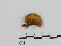 登錄號:F0016378藏品圖，第1張