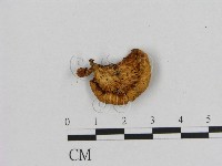 登錄號:F0016378藏品圖，第3張