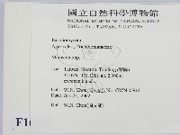 小皮傘屬藏品圖，第2張