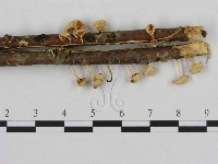 小皮傘屬藏品圖，第3張