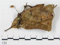 登錄號:F0016383藏品圖，第1張