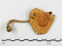 登錄號:F0016384藏品圖，第3張