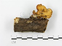 登錄號:F0016387藏品圖，第1張