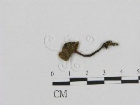 小菇屬藏品圖，第1張