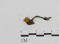 小菇屬藏品圖，第3張