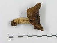 登錄號:F0016390藏品圖，第1張