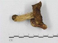 登錄號:F0016390藏品圖，第3張