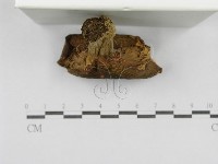 登錄號:F0016390藏品圖，第5張