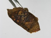 登錄號:F0016390藏品圖，第6張