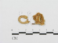 紅菇屬藏品圖，第3張