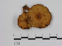 登錄號:F0016393藏品圖，第1張