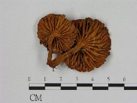 登錄號:F0016393藏品圖，第3張