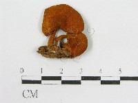 登錄號:F0016394藏品圖，第1張