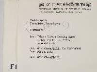 銀耳屬藏品圖，第2張