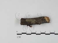 銀耳屬藏品圖，第1張