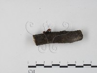 銀耳屬藏品圖，第3張