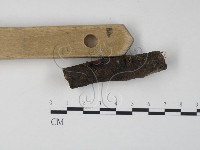 銀耳屬藏品圖，第4張